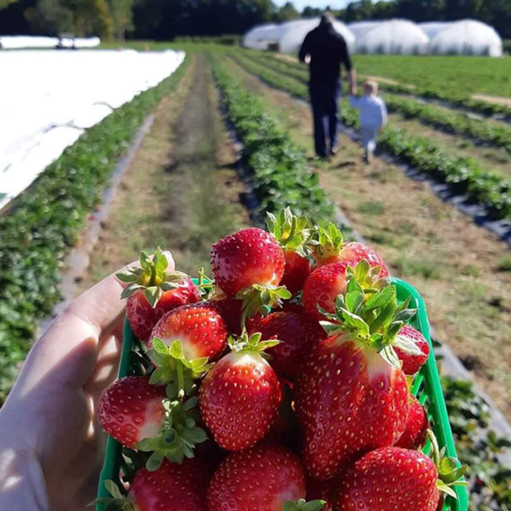 Brambleberry Farm